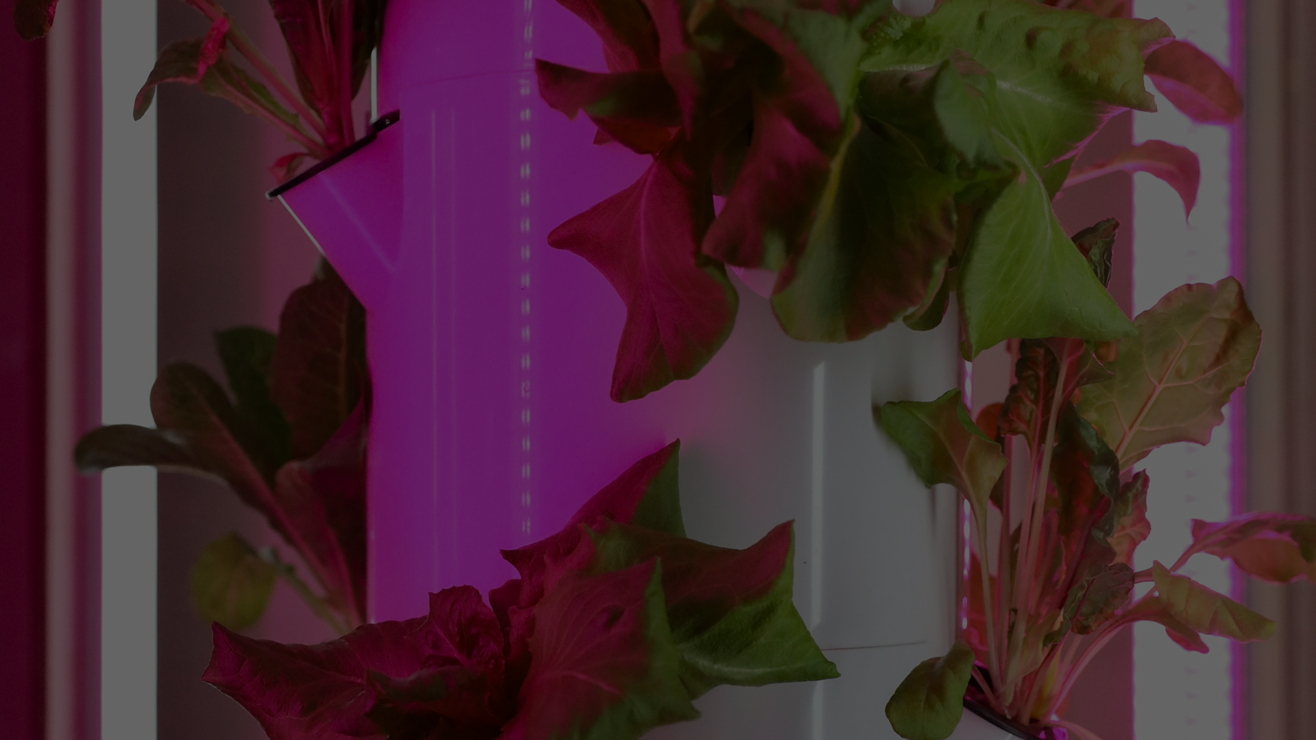 Sustainable Growth<br/>Through Light